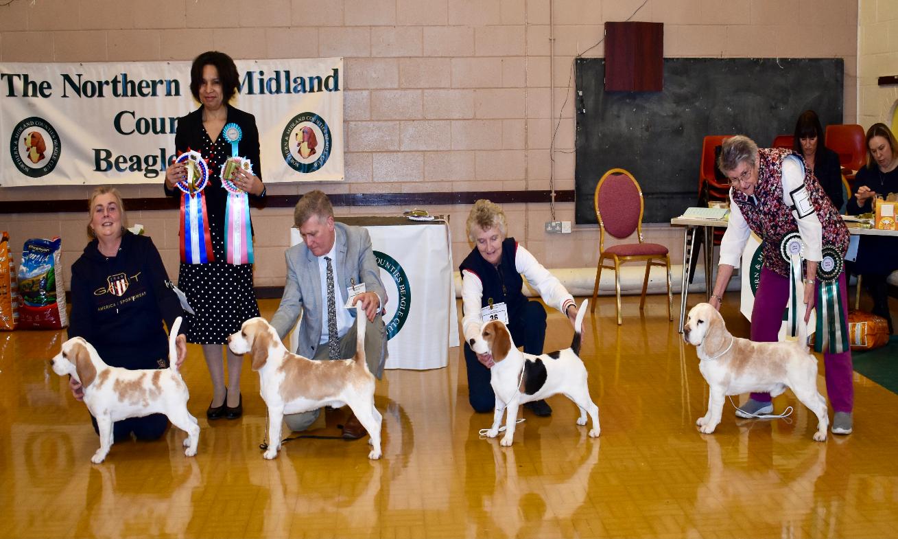 BIS: Davricard Marcia(Ai), RBIS & BEST PUPPY: Fallowfield Channing, BEST VETERAN IN SHOW: Ch Shercroft Apollo Jw Sh.cm