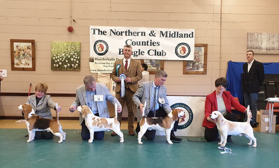 northern and midland counties beagle club
